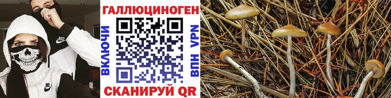 Галлюциногенные грибы GOLDEN TEACHER  omg tor  Аксай 